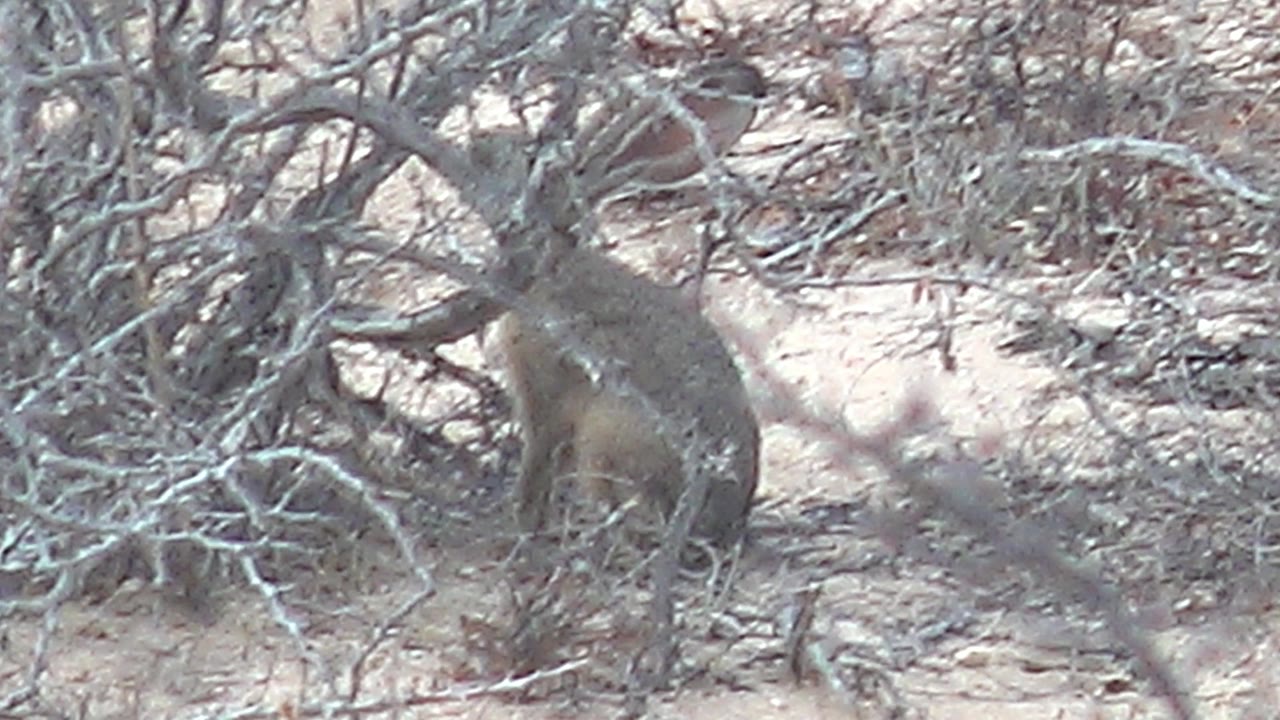 At 0:03, the small mammal appears slightly more prominent behind gray dry branches in Cabo Pulmo, Baja California Sur, with no visible people.