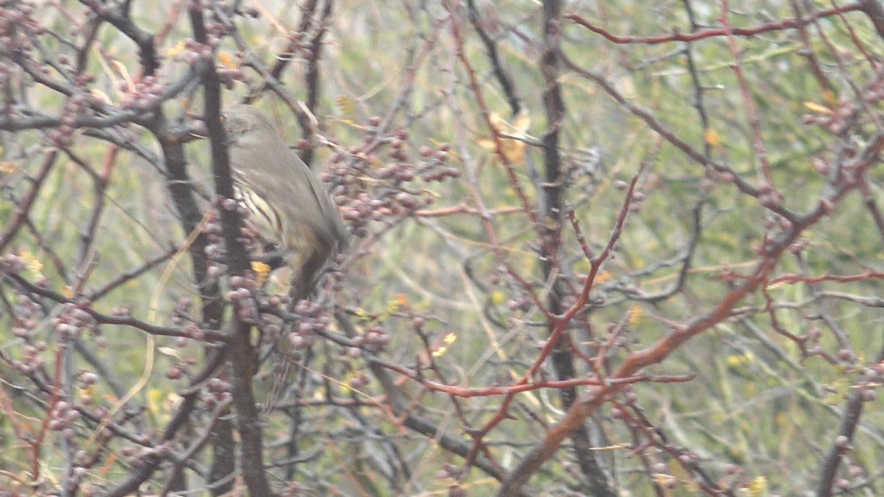 A small brown bird is partly visible at the left edge among berry-covered branches in Cabo Pulmo, Mexico, with blurred dry vegetation behind it and no visible people.