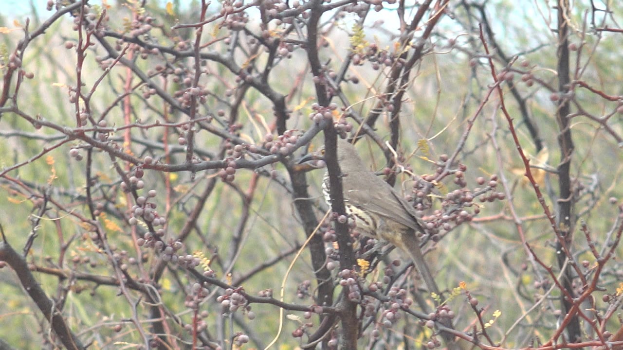 Small bird perched behind crossing berry branches.