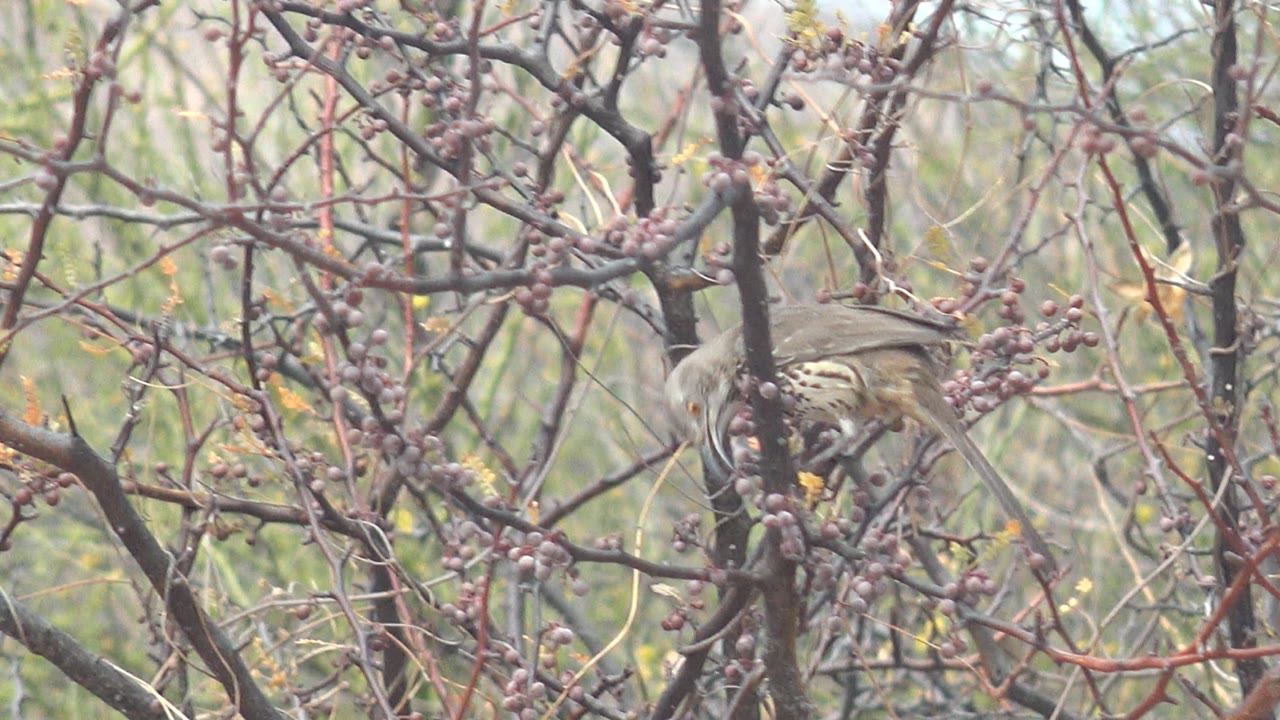 The brown bird leans along a branch beside clustered berries in Cabo Pulmo, Mexico, framed by tangled twigs and blurred desert scrub with no visible people.