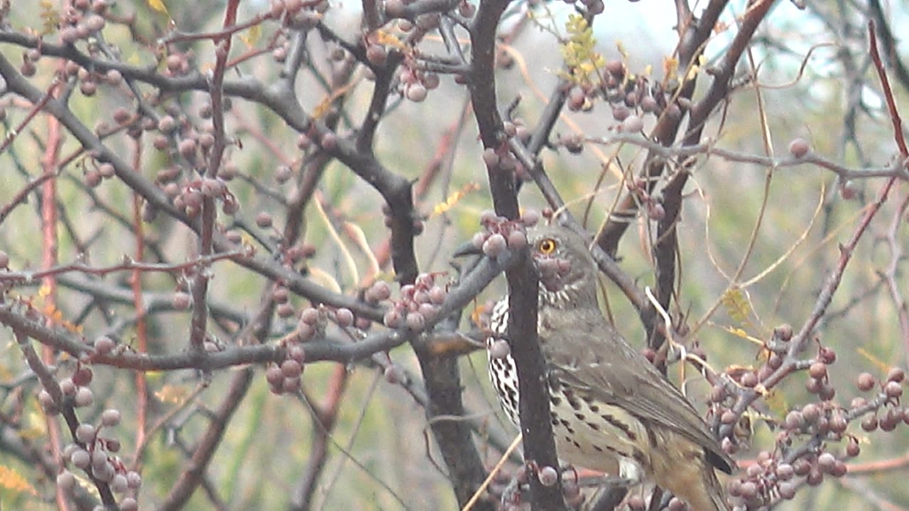 Thrush perched among berry-covered branches.