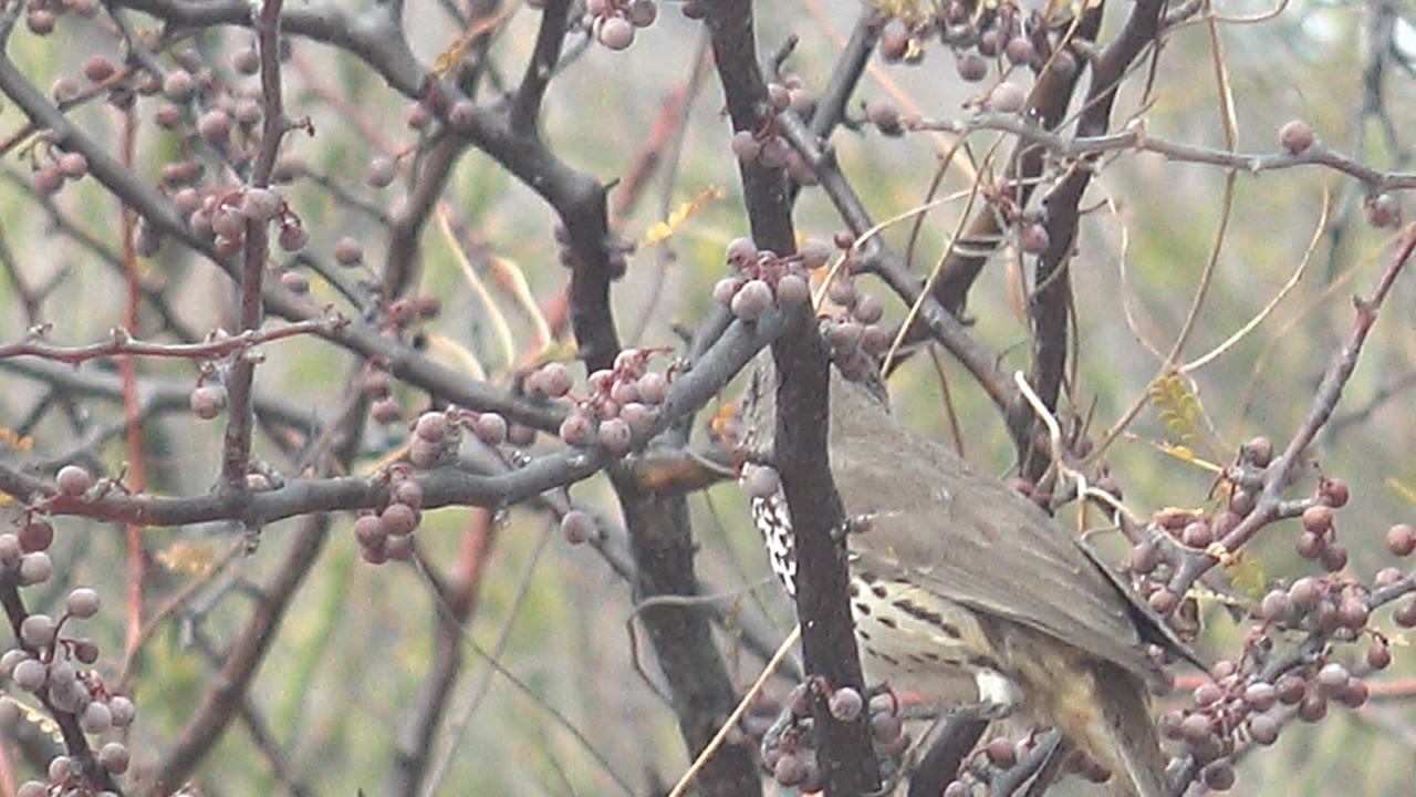 The thrush shifts forward among purple berries and bare twigs in Cabo Pulmo, Baja California Sur, with no visible people.