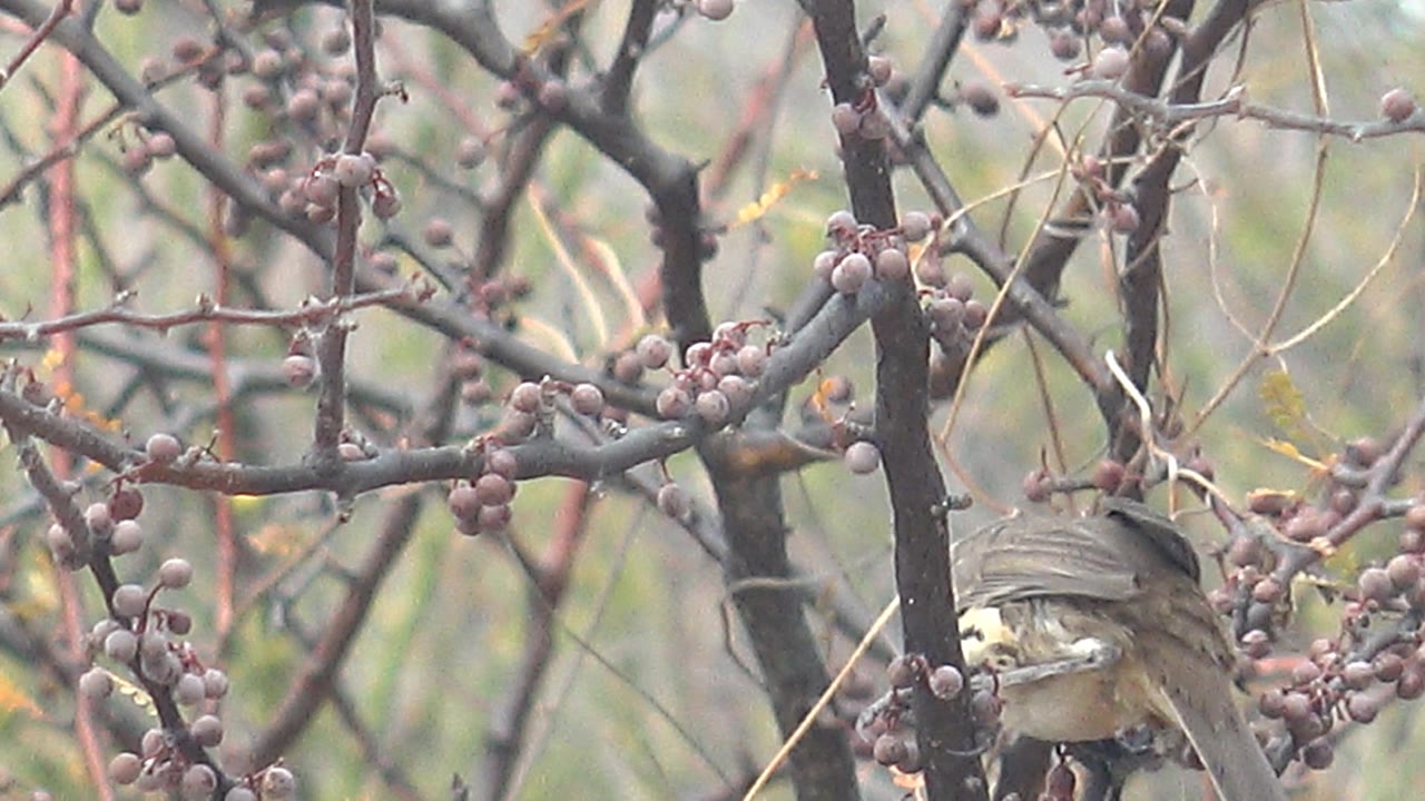 The thrush turns partly away behind berry-covered branches in Cabo Pulmo, Baja California Sur, showing its back and spotted side with no visible people.