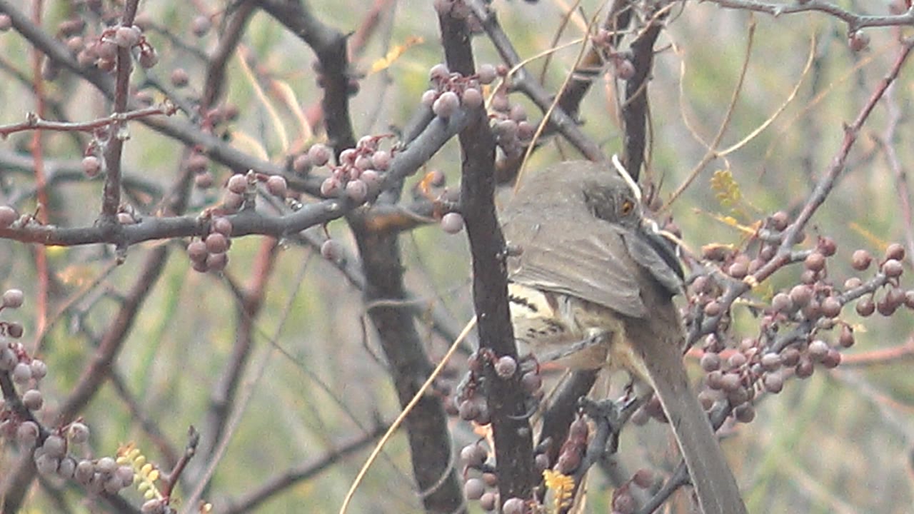 The thrush sits low among tangled twigs and purple berry clusters in Cabo Pulmo, Baja California Sur, with its head near the fruit and no visible people.