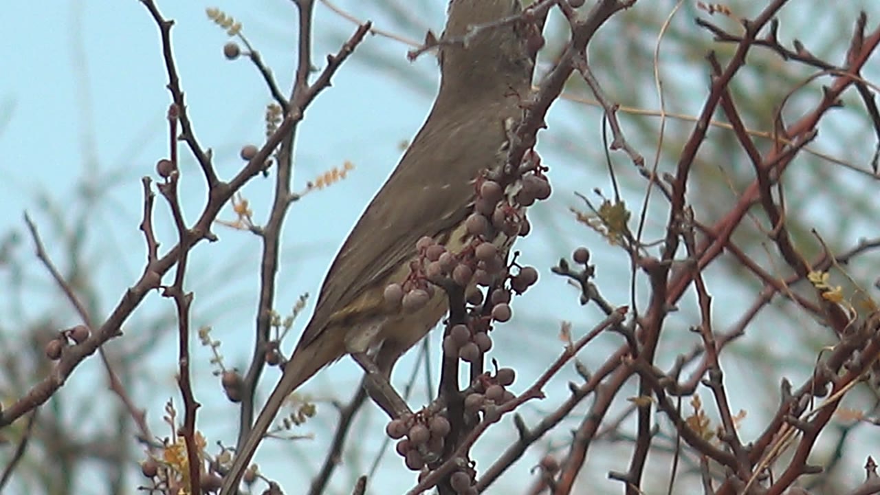 Brown bird partly hidden by berry branches