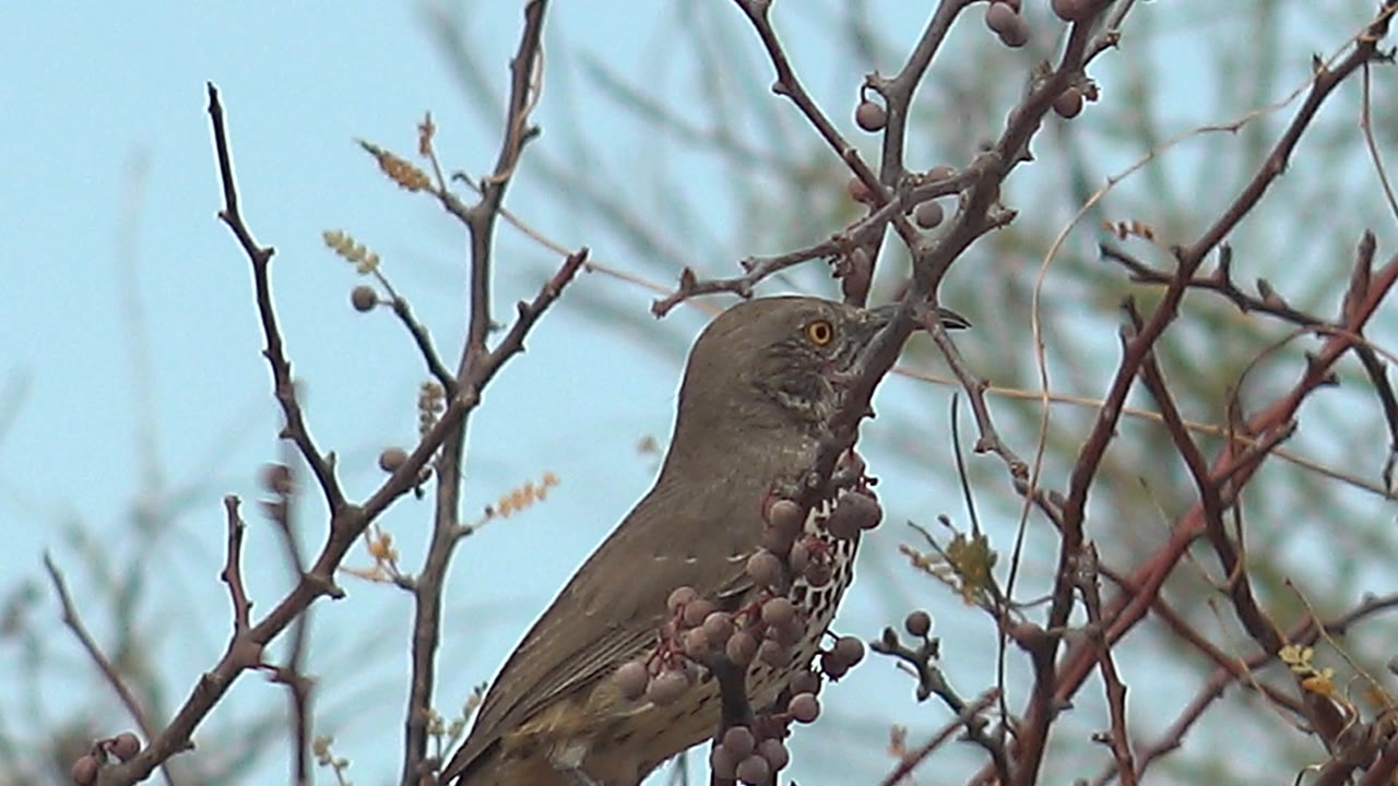The bird faces right beside several dark berry clusters in Cabo Pulmo, Baja California Sur, framed by crossing bare twigs and no visible people.