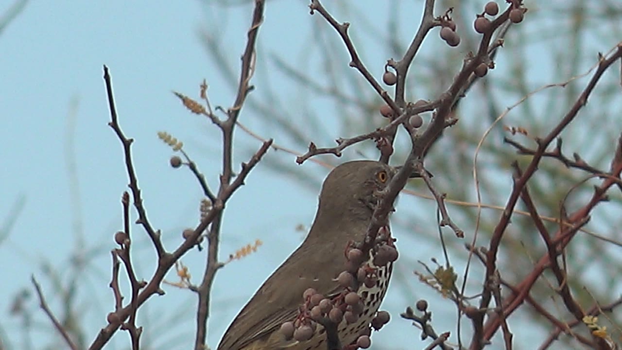 A side view of the perched bird sits among denser crossing branches and berries in Cabo Pulmo, Baja California Sur, with open sky in the background and no visible people.