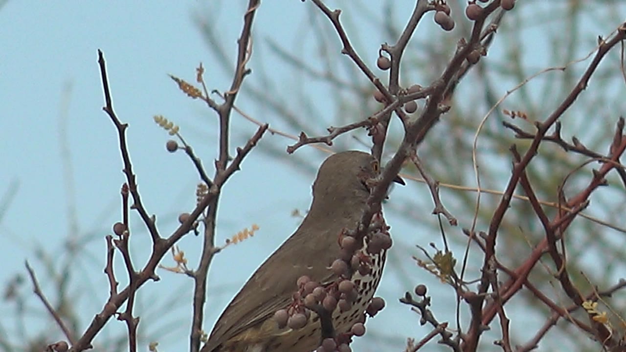 The bird appears lower and partly obscured by a vertical berry branch in Cabo Pulmo, Baja California Sur, with thin reddish twigs and no visible people.
