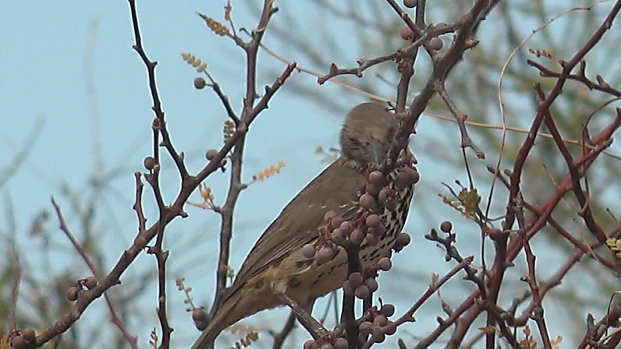 Small brown bird perched on thorny branches with berries.