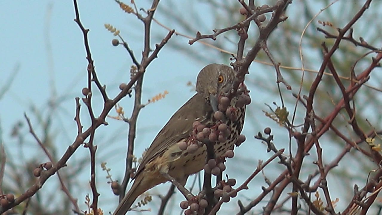 Small speckled bird in Cabo Pulmo turns more toward the camera while standing between thorny twigs and clustered berries, no visible people.
