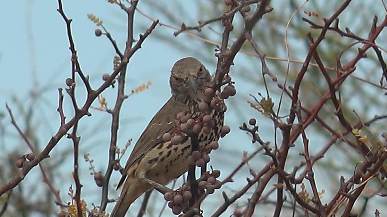Small brown bird in Cabo Pulmo remains perched with its head close to the berries and thorny branches crossing the foreground, no visible people.