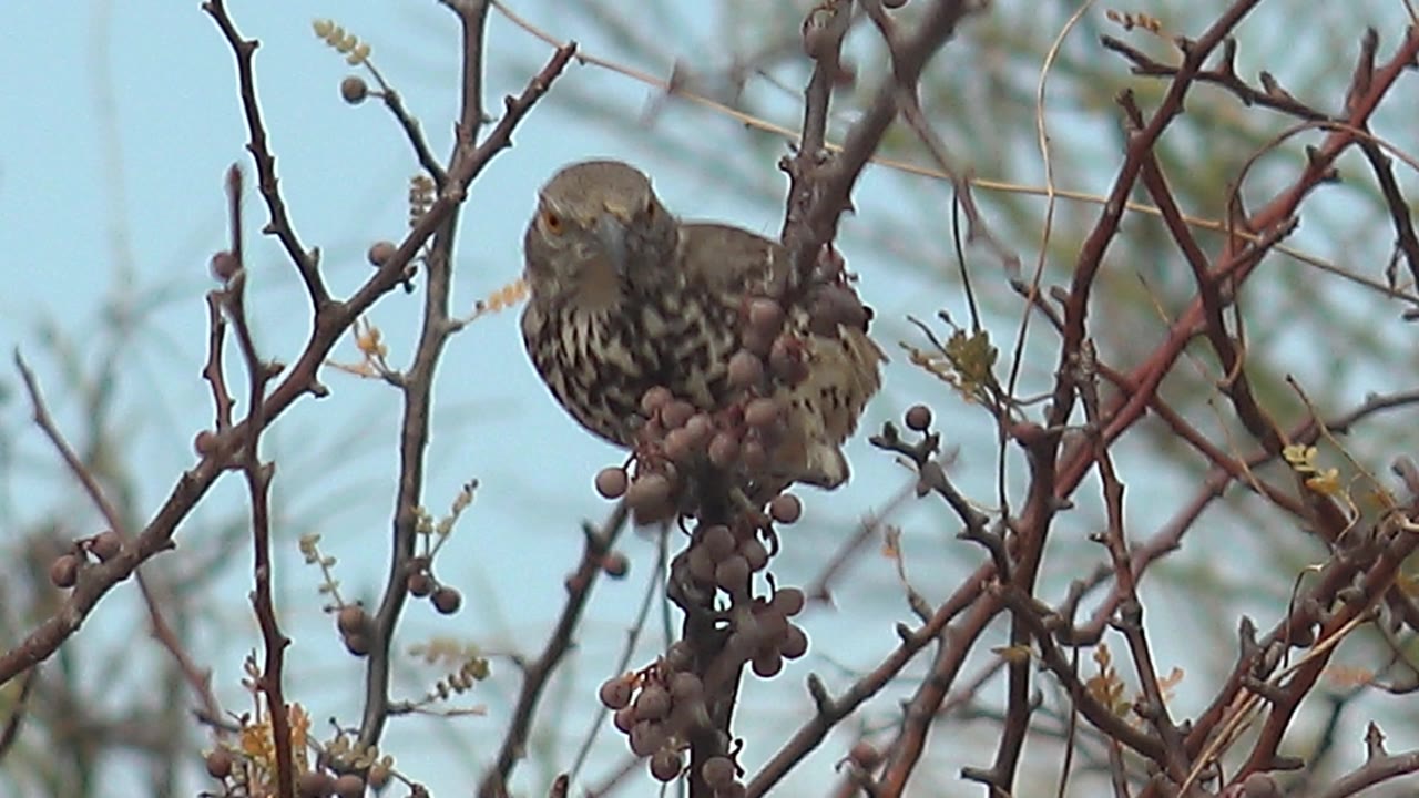 Small brown bird in Cabo Pulmo leans downward on the thorny berry branch, with its speckled underside visible and no visible people.