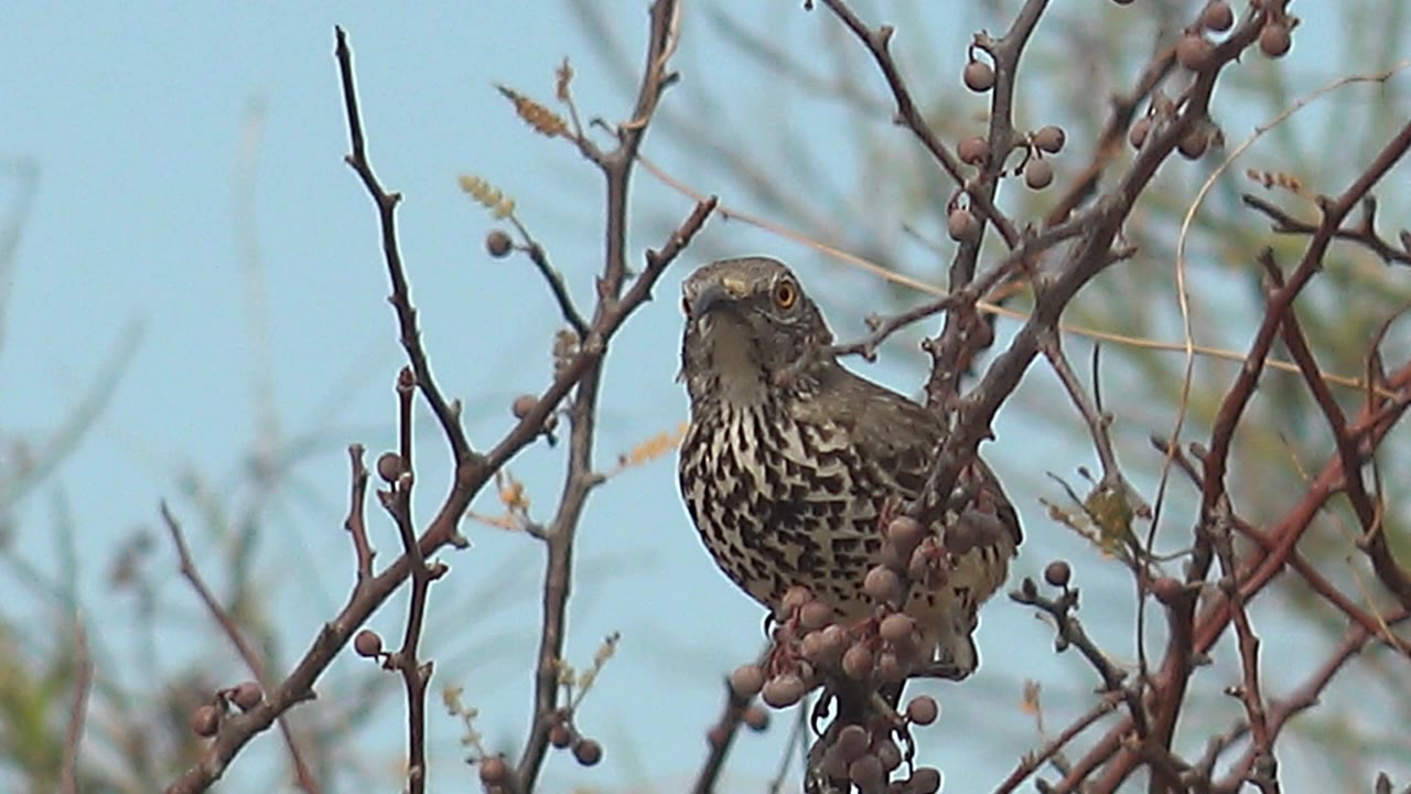 Spotted bird perched among berry-covered branches against blue sky.