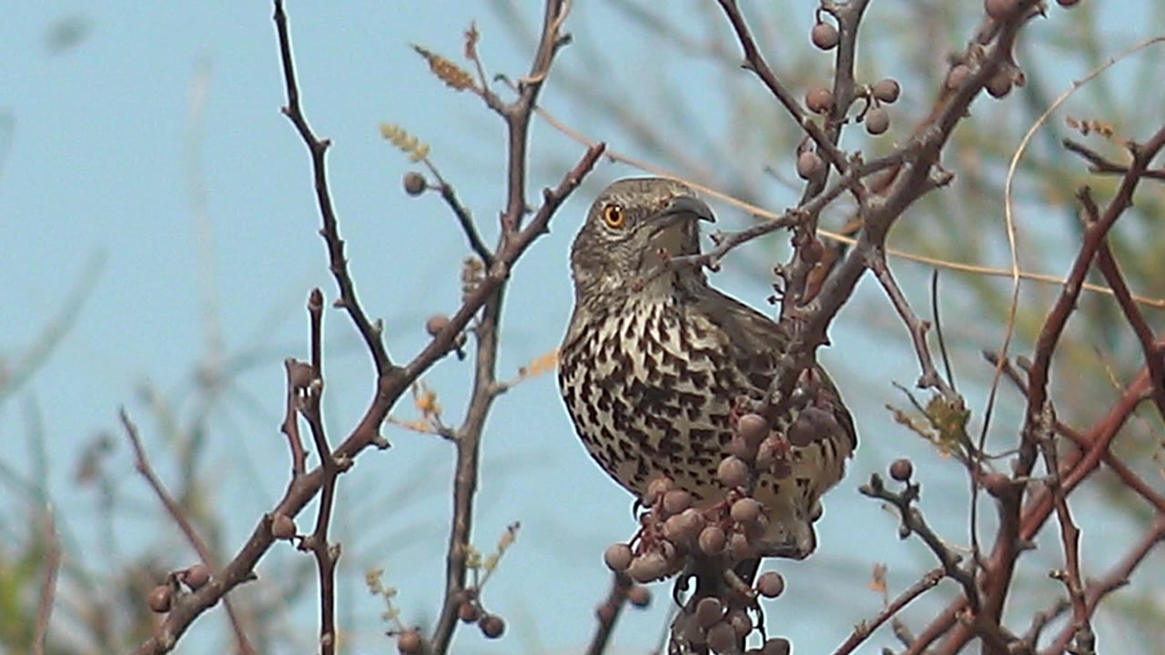 The bird turns into a right-facing profile while perched in the berry branches in Cabo Pulmo, with its orange eye and patterned chest visible and no visible people.