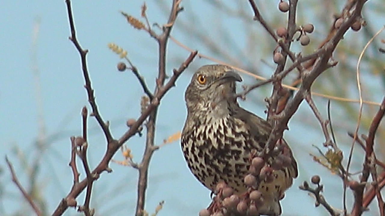 A spotted bird opens its beak among the berry-covered branches in Cabo Pulmo, Baja California Sur, Mexico, with sparse foliage crossing the blue-sky background and no visible people.