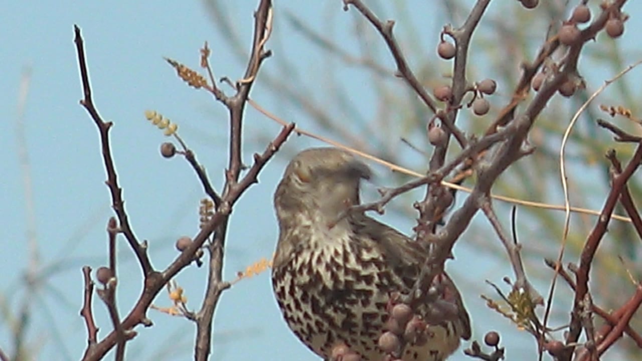 The bird appears slightly motion-blurred as its head shifts near the berry branches in Cabo Pulmo, with the spotted chest still visible and no visible people.