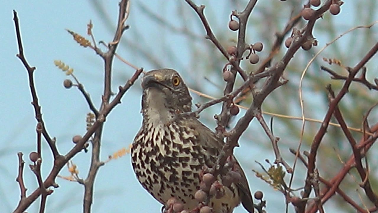 A spotted brown and white bird faces left while perched among small berries and bare twigs in Cabo Pulmo, Mexico, with pale blue sky behind it and no visible people.