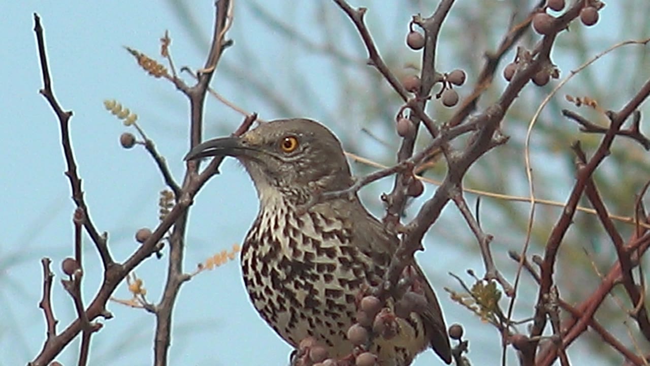 Spotted bird extending its beak near berries