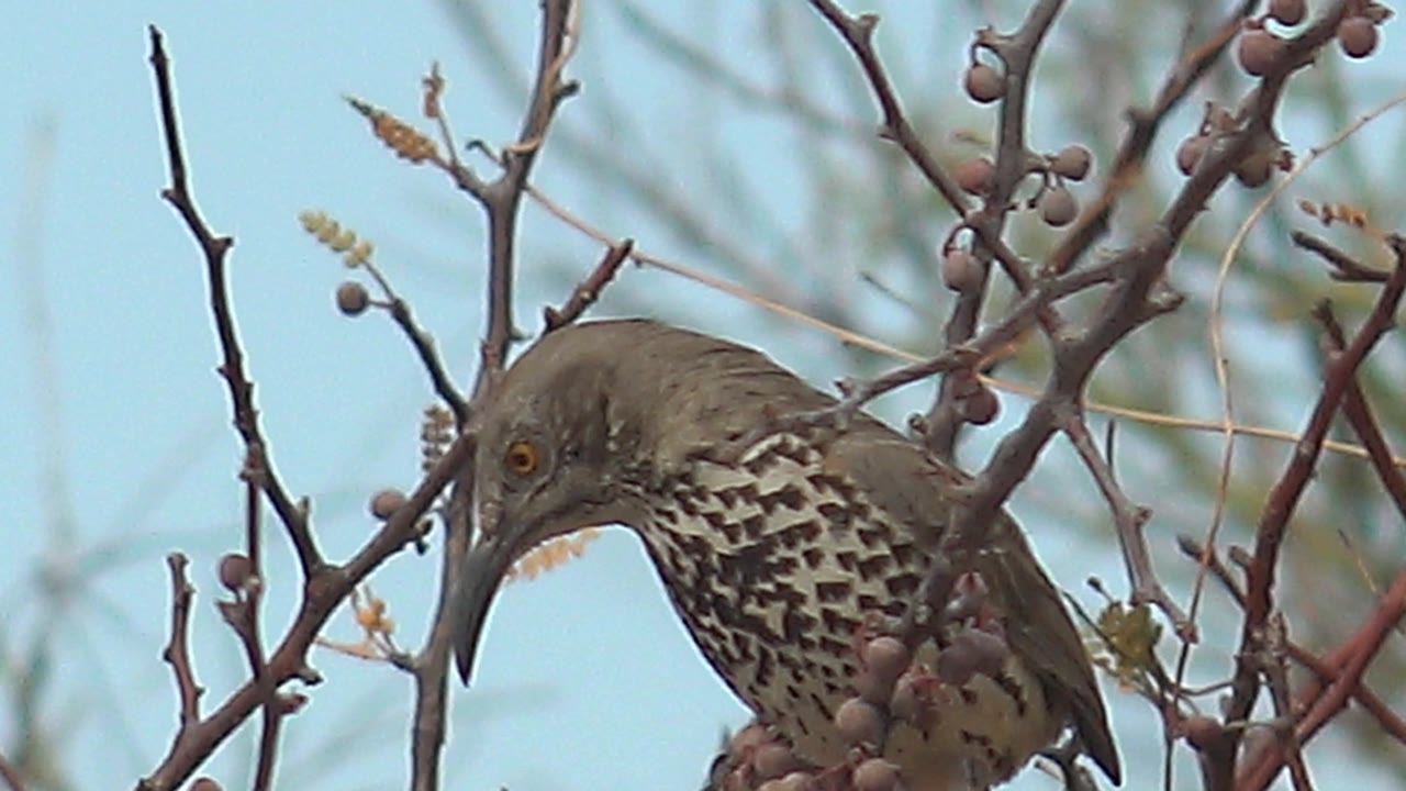 A close view shows the spotted bird angled downward near berry clusters in Cabo Pulmo, Mexico, framed by crossing twigs and pale sky with no visible people.