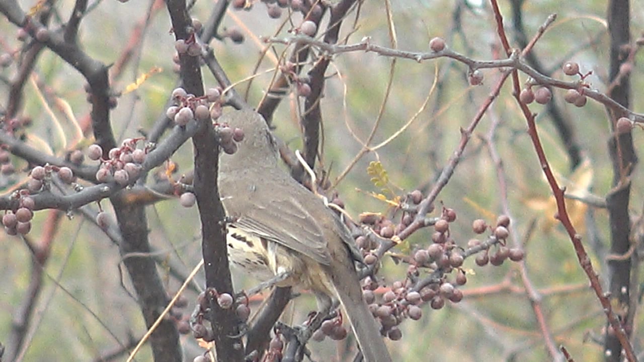 Speckled bird partly hidden among berry-covered branches.