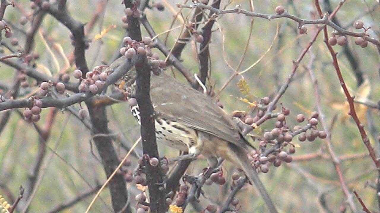 The bird leans forward among berry clusters in Cabo Pulmo, with its speckled underside partly visible through crossing branches and no visible people.