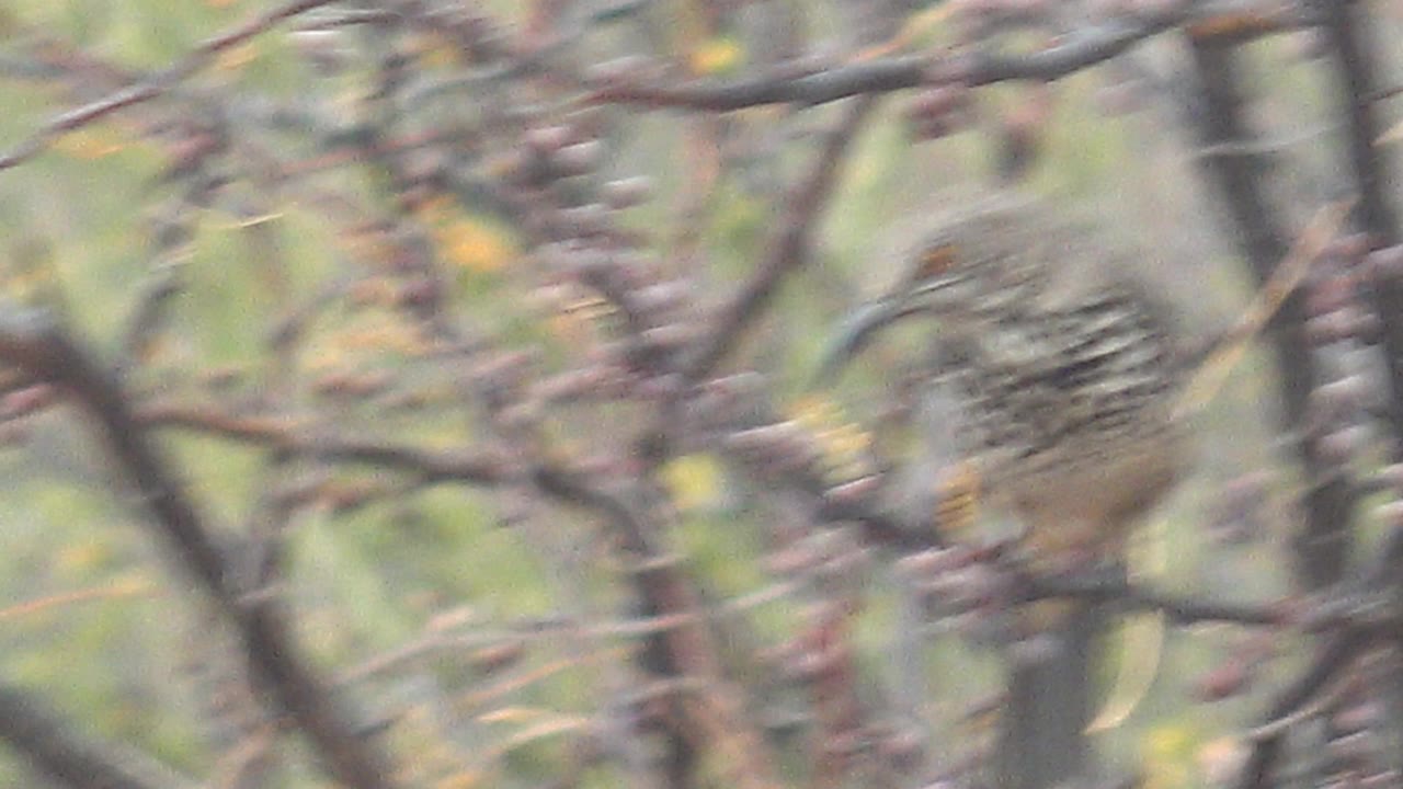 A motion-blurred speckled bird moves behind thin branches and purple berries in Cabo Pulmo, Baja California Sur, with no visible people.