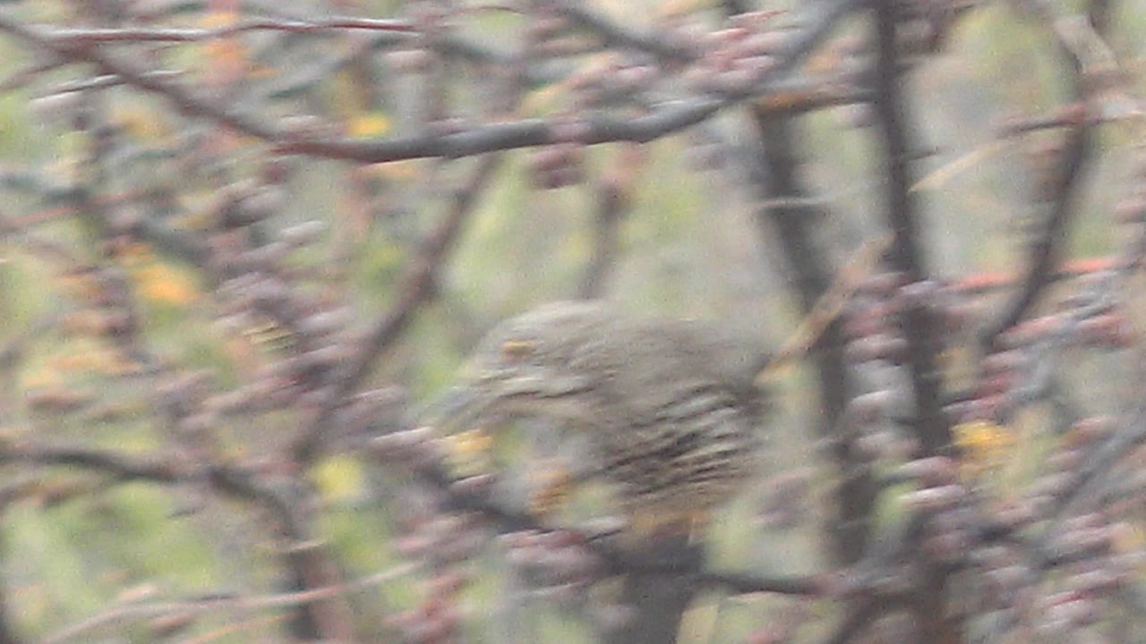 The speckled bird remains blurred while moving across dense berry branches in Cabo Pulmo, with muted tan and green vegetation behind it and no visible people.