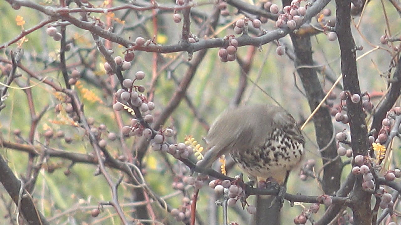 A speckled gray-brown bird bends its head toward purple berries on a branch in Cabo Pulmo, Mexico, with no visible people.