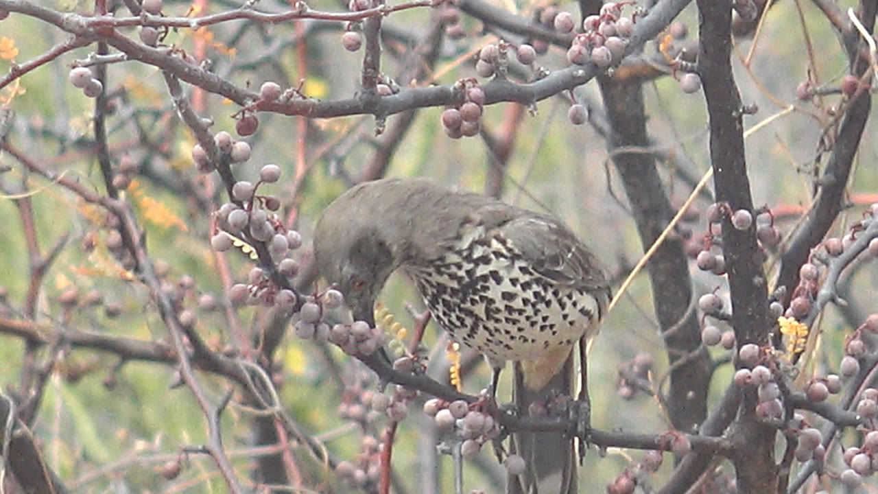 Speckled bird pecking at berries among branches.