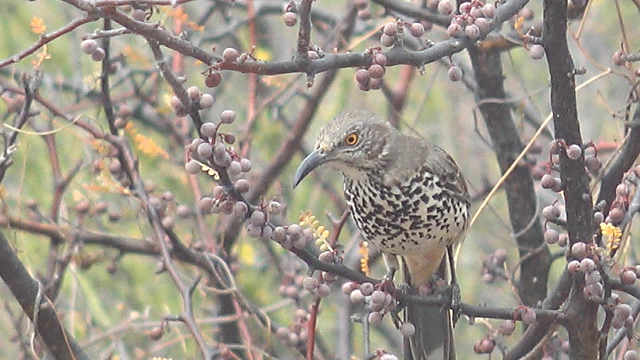 The bird stands more upright on the branch and looks to the right through berry-covered twigs in Cabo Pulmo, Mexico, with no visible people.