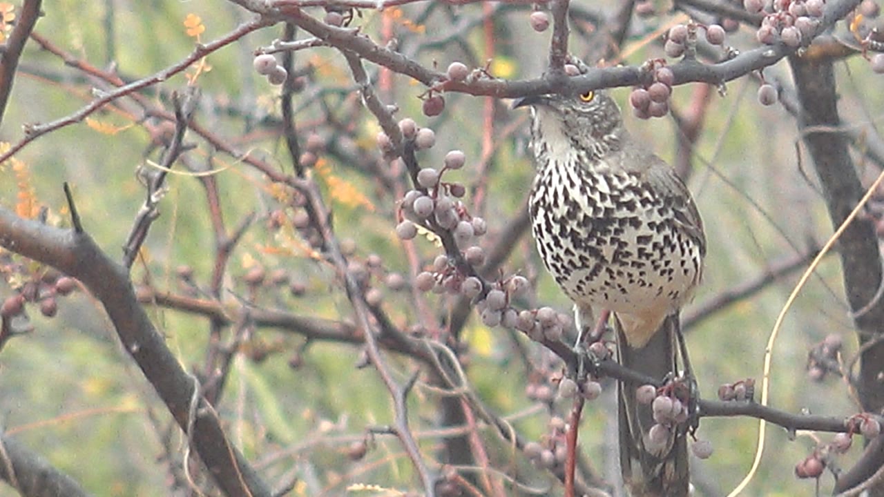 Speckled bird perched among berry-covered branches.