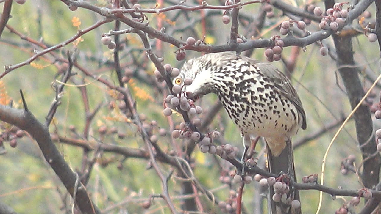 Speckled bird leans its head toward a berry cluster on leafless branches in Cabo Pulmo, Baja California Sur, Mexico, with no visible people.