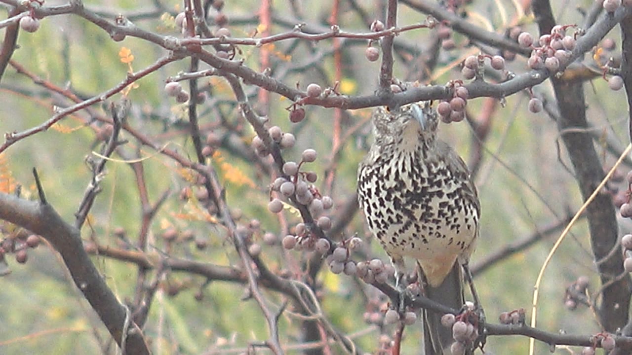 Speckled bird stands upright behind crossing twigs and berry clusters in Cabo Pulmo, Baja California Sur, Mexico, with no visible people.