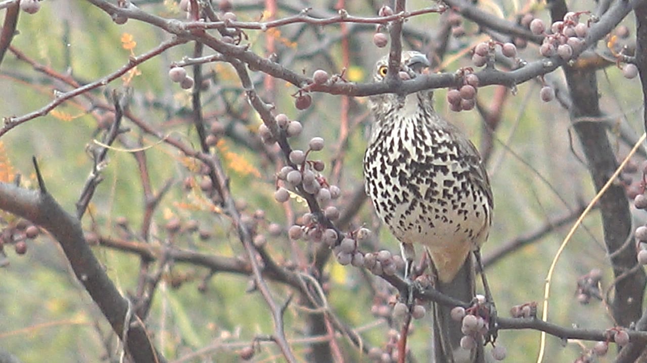 Speckled bird faces forward on a branch surrounded by small purple berries in Cabo Pulmo, Baja California Sur, Mexico, with no visible people.