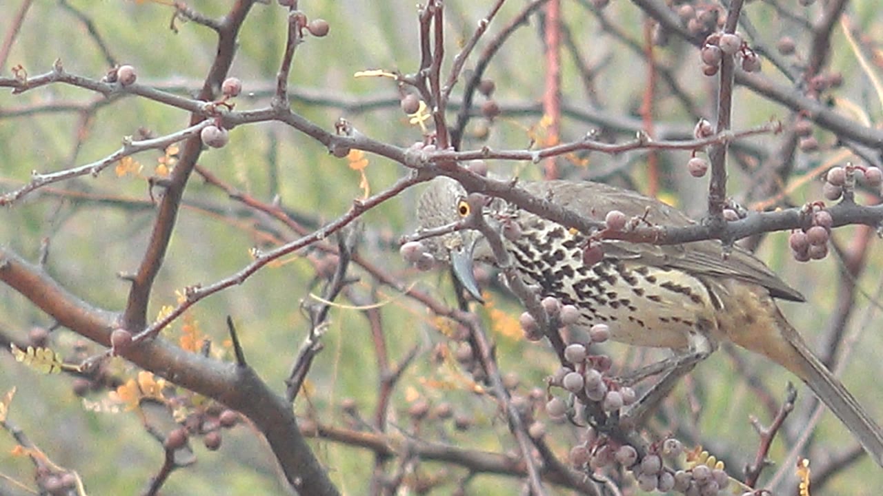 Spotted bird perched on thorny branches beside berry clusters