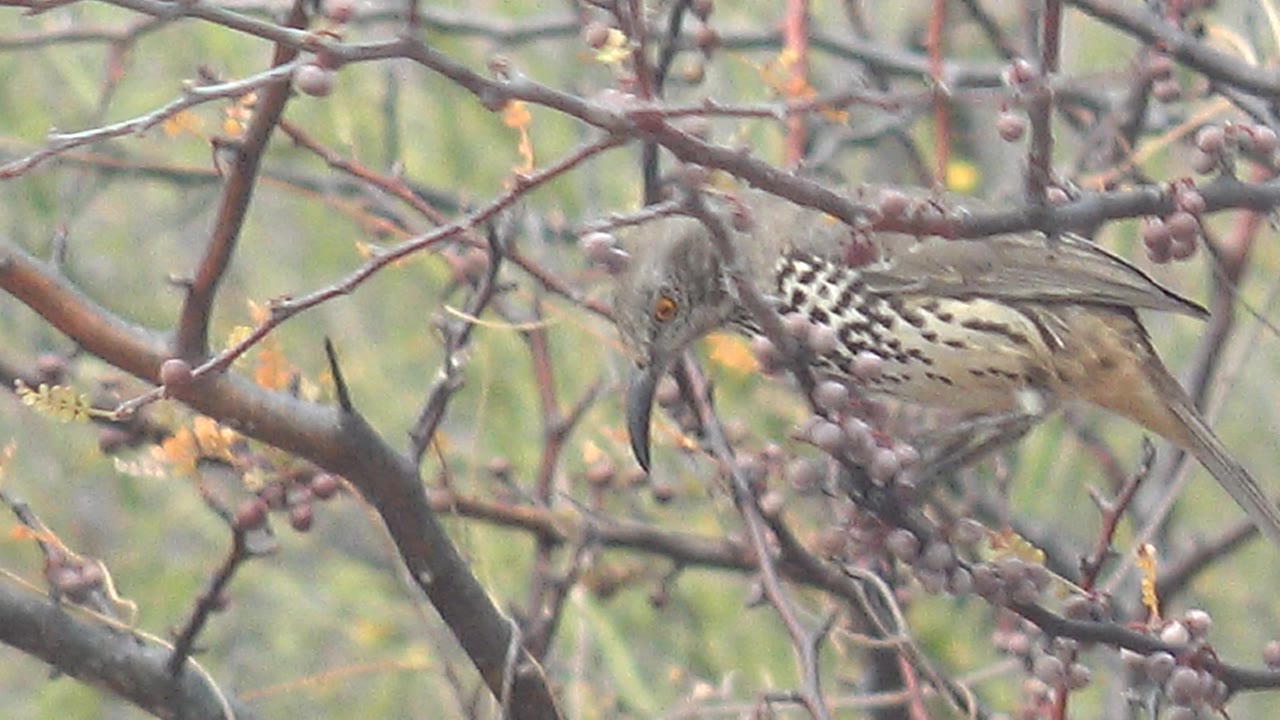 The bird leans forward through the thorny branch network near purple-gray berries in Cabo Pulmo, Baja California Sur, with no visible people.