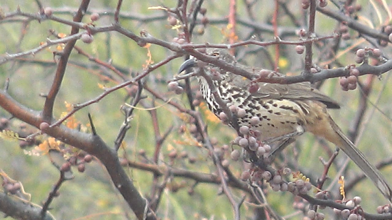 A spotted bird holds on a thorny branch with its tail extended to the right and berries around its body in Cabo Pulmo, Baja California Sur, with no visible people.