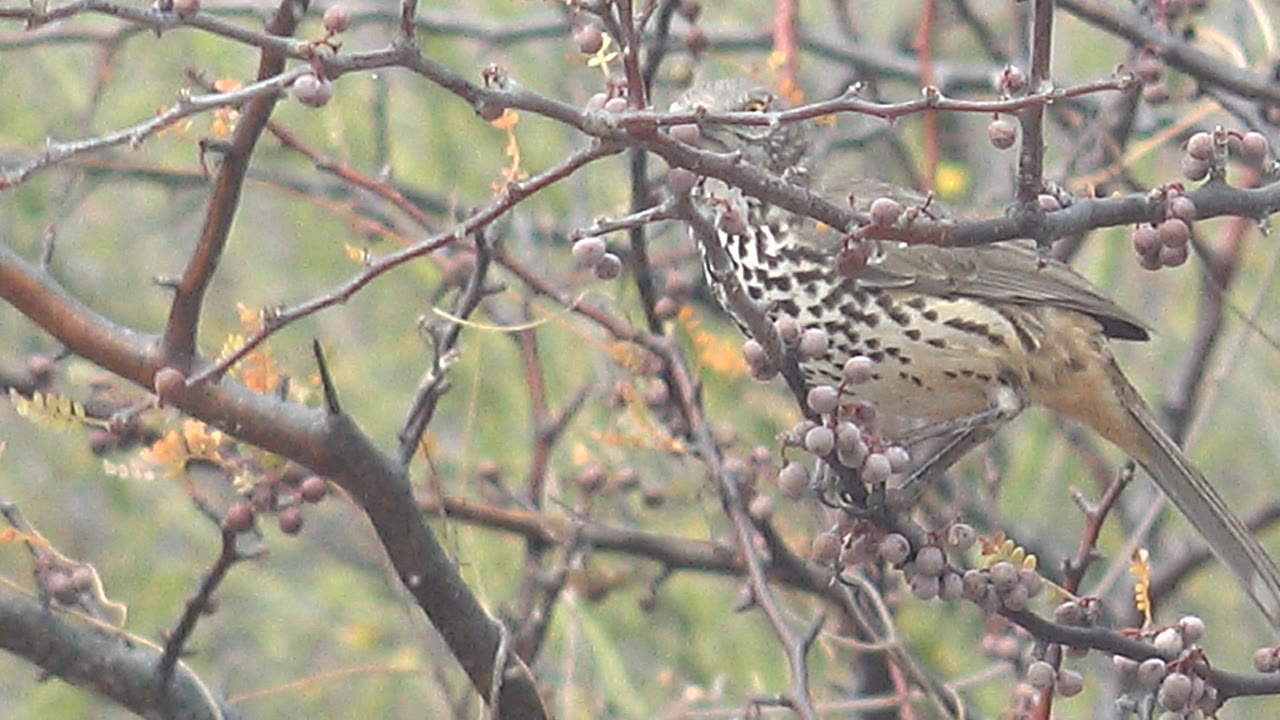 The bird is partly screened by foreground thorns while perched near berry clusters in Cabo Pulmo, Baja California Sur, with no visible people.