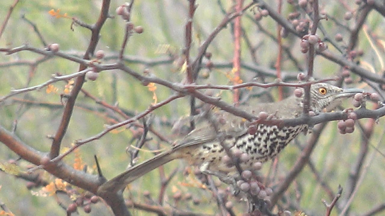 A spotted thrush perches left of center among purple berries and bare branches in Cabo Pulmo, Mexico, with no visible people.