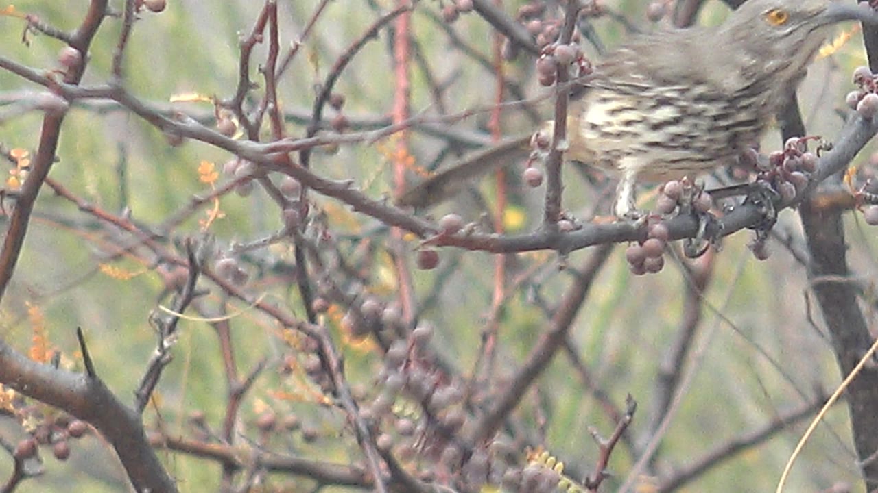 The thrush stretches along a branch toward berry clusters in Cabo Pulmo, Mexico, with its spotted chest partly visible and no visible people.