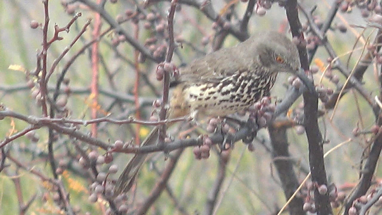 A closer moment shows the thrush on the right side of the frame beside clusters of purple berries in Cabo Pulmo, Mexico, with no visible people.