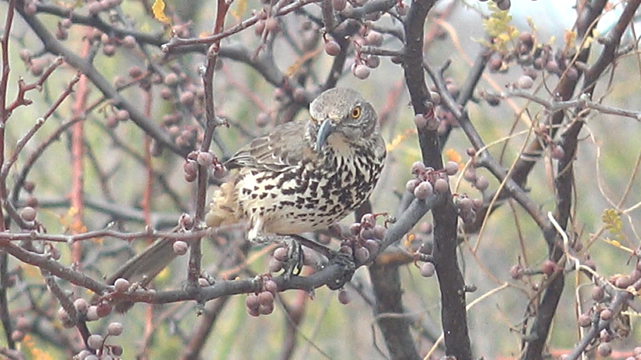 Thrush facing camera from berry branches.