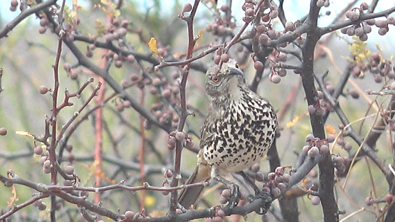 A spotted bird faces left while perched among small berries and bare branches in Cabo Pulmo, Baja California Sur, Mexico, with no visible people.