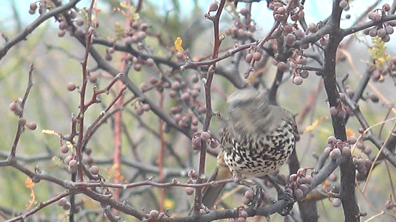 The spotted bird remains on the branch with its head blurred from motion near clusters of berries in Cabo Pulmo, Baja California Sur, Mexico, with no visible people.