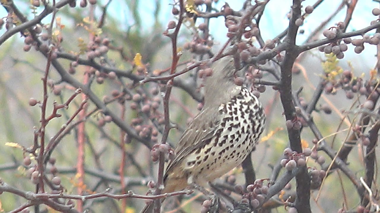 The bird turns side-on with its spotted breast and brown wing visible among berry clusters in Cabo Pulmo, Baja California Sur, Mexico, with no visible people.