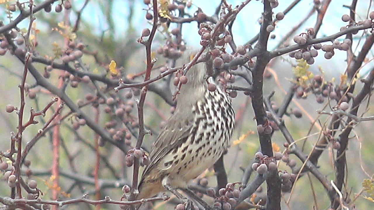 The bird leans upward toward fruit on the surrounding branches in Cabo Pulmo, Baja California Sur, Mexico, with its body partly obscured by twigs and no visible people.