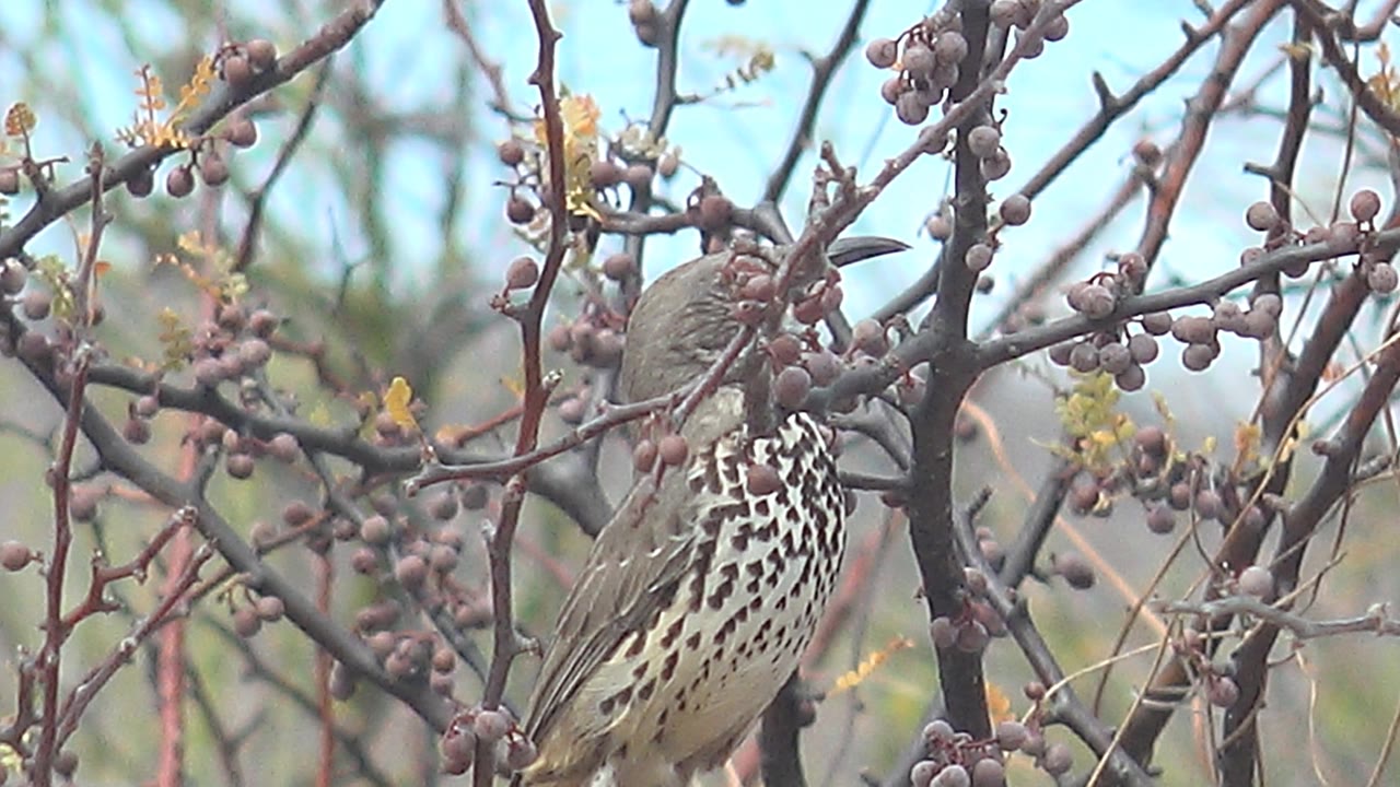 A spotted brown bird stands upright among berry-covered branches in Cabo Pulmo, Baja California Sur, with pale blue sky behind it and no visible people.