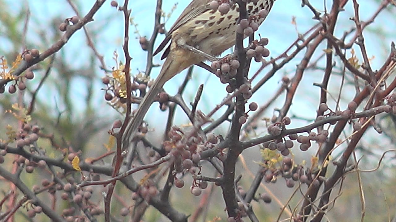 Only part of the spotted bird is visible near the top right of the frame as berry-covered branches fill the view in Cabo Pulmo, Baja California Sur, with no visible people.