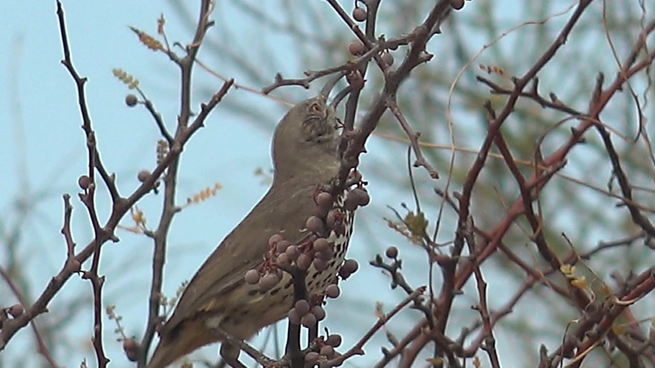 Small brown bird partly hidden by reddish branches while perched near purple berries in Cabo Pulmo, Baja California Sur, with pale sky behind it and no visible people.