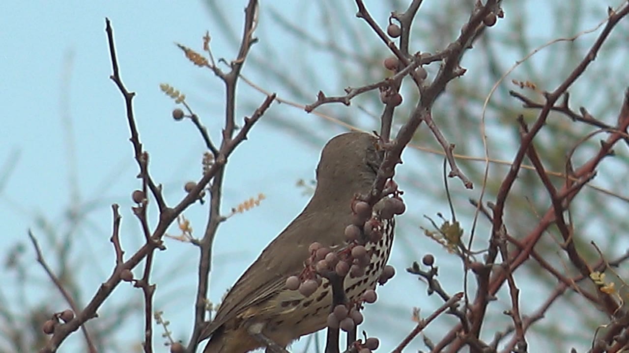Brown spotted bird leans forward on a thin branch beside clustered purple berries in Cabo Pulmo, Baja California Sur, with intersecting twigs and no visible people.
